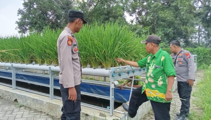 Polsek Wonorejo Genjot Ketahanan Pangan dengan Konsep Hidroponik dan Lele