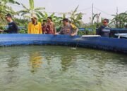 Implementasi Asta Cita, Polsek Gempol Gandeng Gapoktan Kembangkan Budidaya Lele