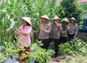 Dukung Ketahanan Pangan, Kapolda Kalteng Bersama Bhayangkari Panen Jagung di Lahan Pekarangan Pangan Lestari