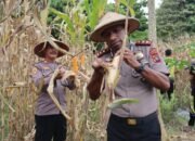 Sebagai Wujud Dukungan Polri Swasembada Pangan, Kapolres Raja Ampat Panen Jagung 