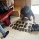 Polres Jayapura Amankan Seorang Penumpang Pesawat Bawa Ganja Di Bandara Internasional Sentani