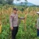 Perkuat Ketahanan Pangan Melalui Program Asta Cita, Bripka Dedy Irawan Dampingi Petani Jagung Purbosari