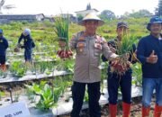 Panen Raya Bawang Merah di Temanggung: Bukti Nyata Keberhasilan Sekolah Lapang Tematik