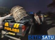 Polres Lamongan Bongkar Arena Judi Sabung Ayam di Dua Lokasi