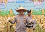 Perkuat Swasembada Pangan, Kapolda Kalteng Panen Raya Jagung Kuartal IV di Katingan